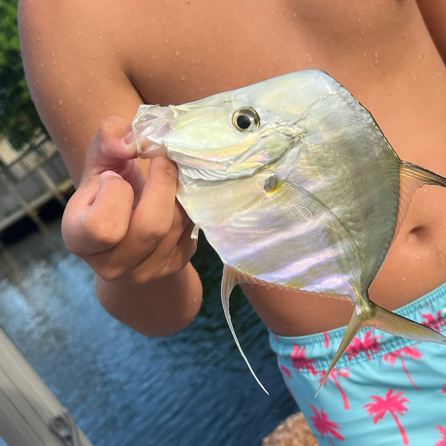 The most recent Lookdown catches on Fishbrain