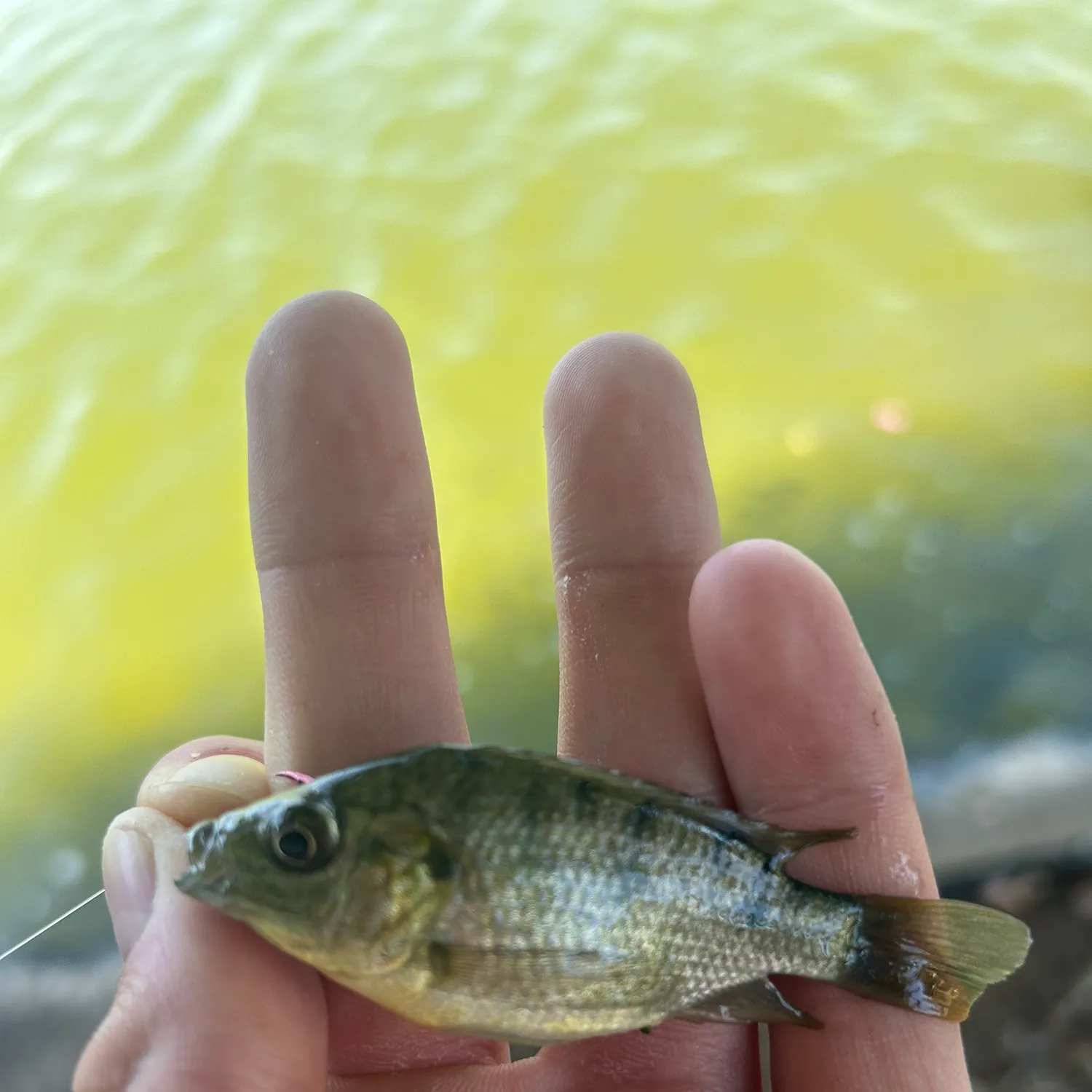 The most recent Kariba tilapia catches on Fishbrain