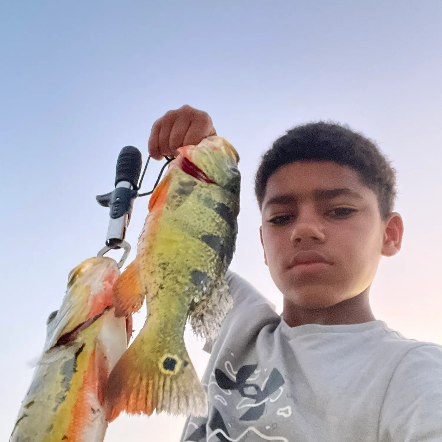 The most recent Butterfly peacock bass catches on Fishbrain