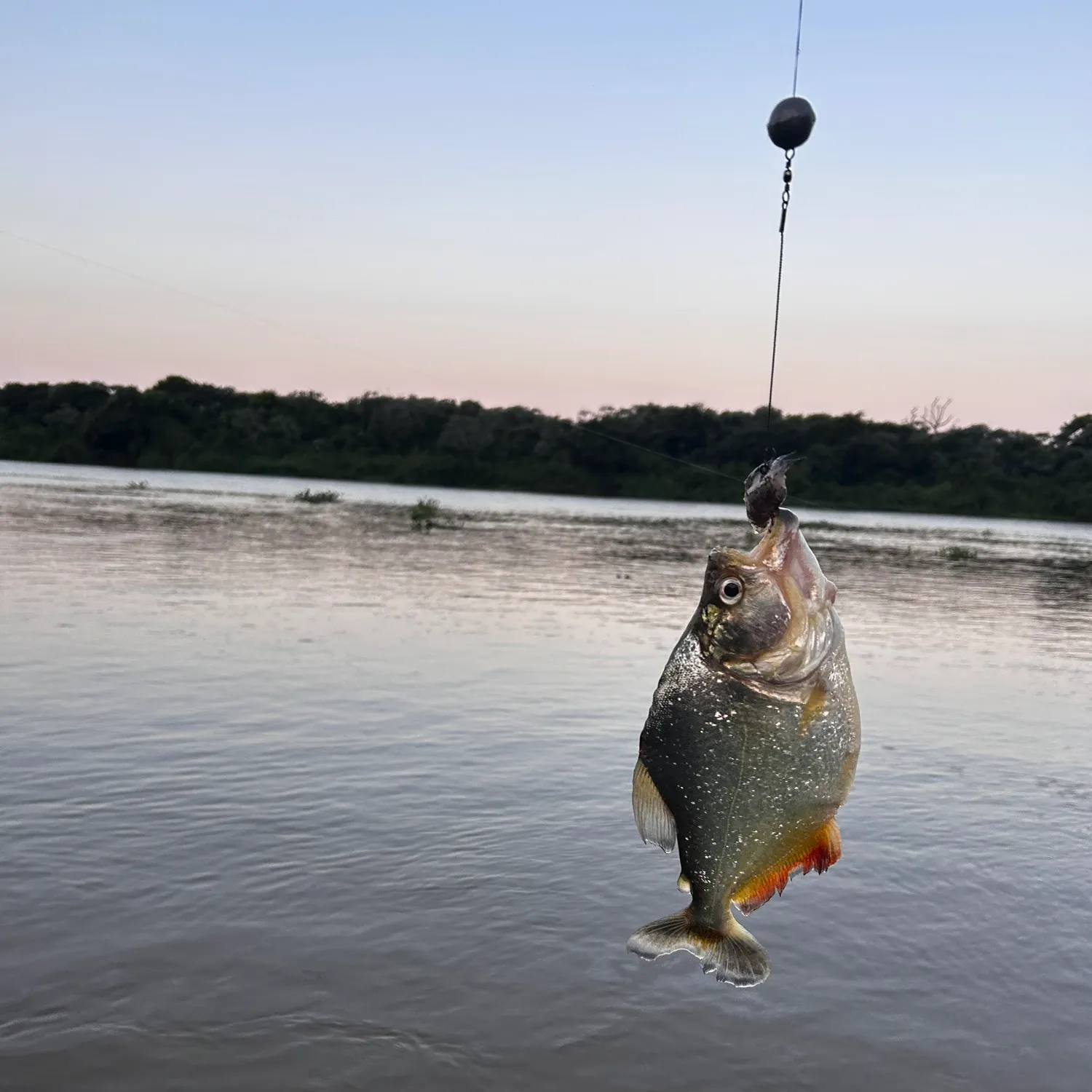 The most recent Redeye piranha catches on Fishbrain