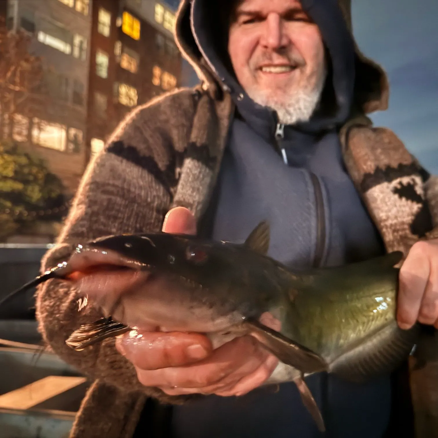 Channel catfish caught on Fishbrain