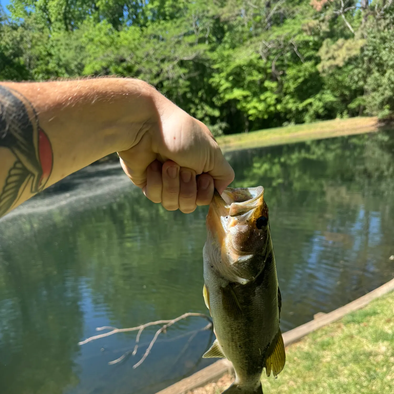 Largemouth bass caught on Fishbrain