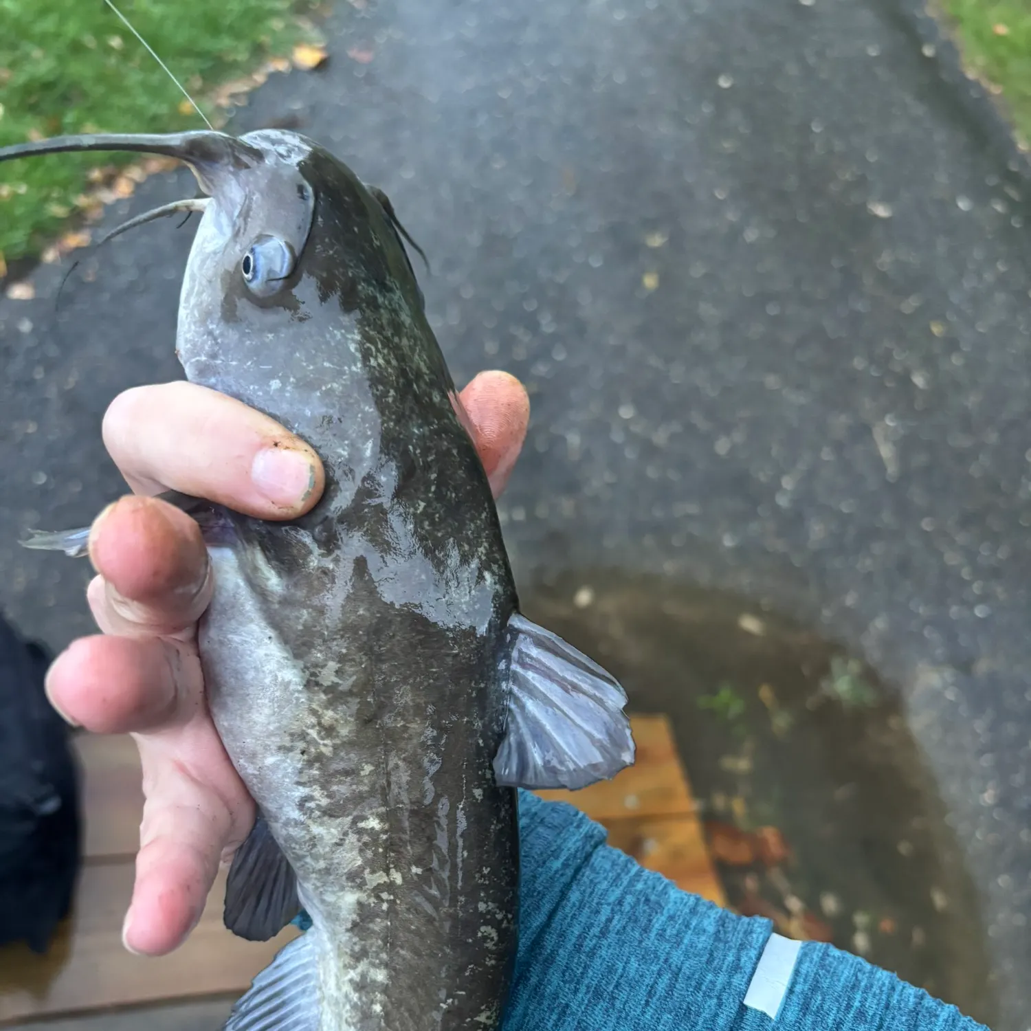 White bullhead caught on Fishbrain