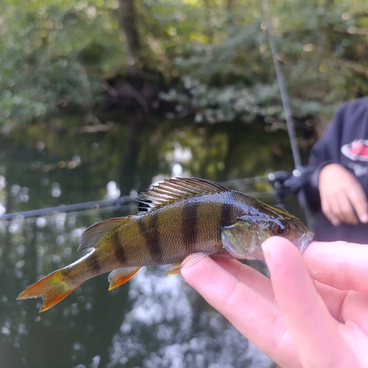 European perch caught on Fishbrain