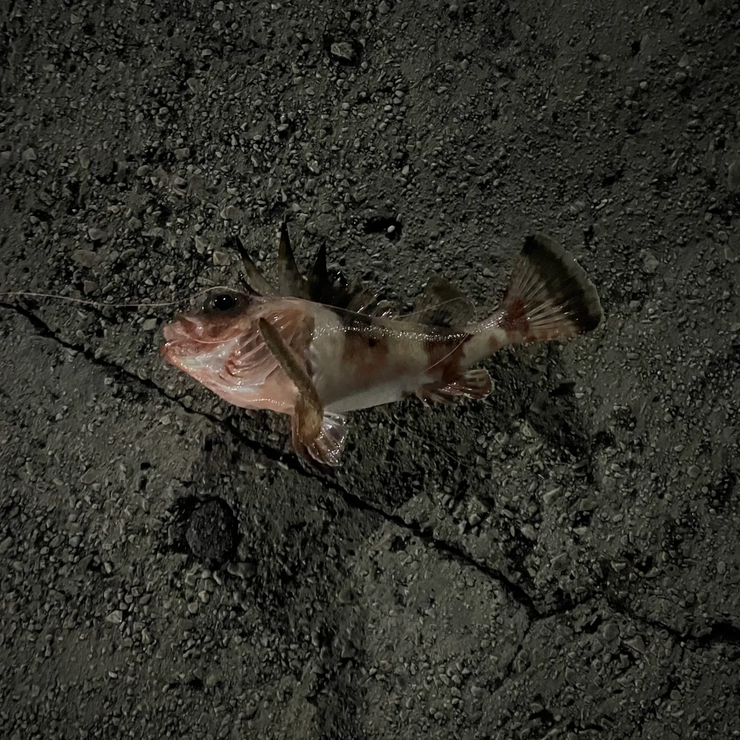 The most recent Common gurnard perch catches on Fishbrain