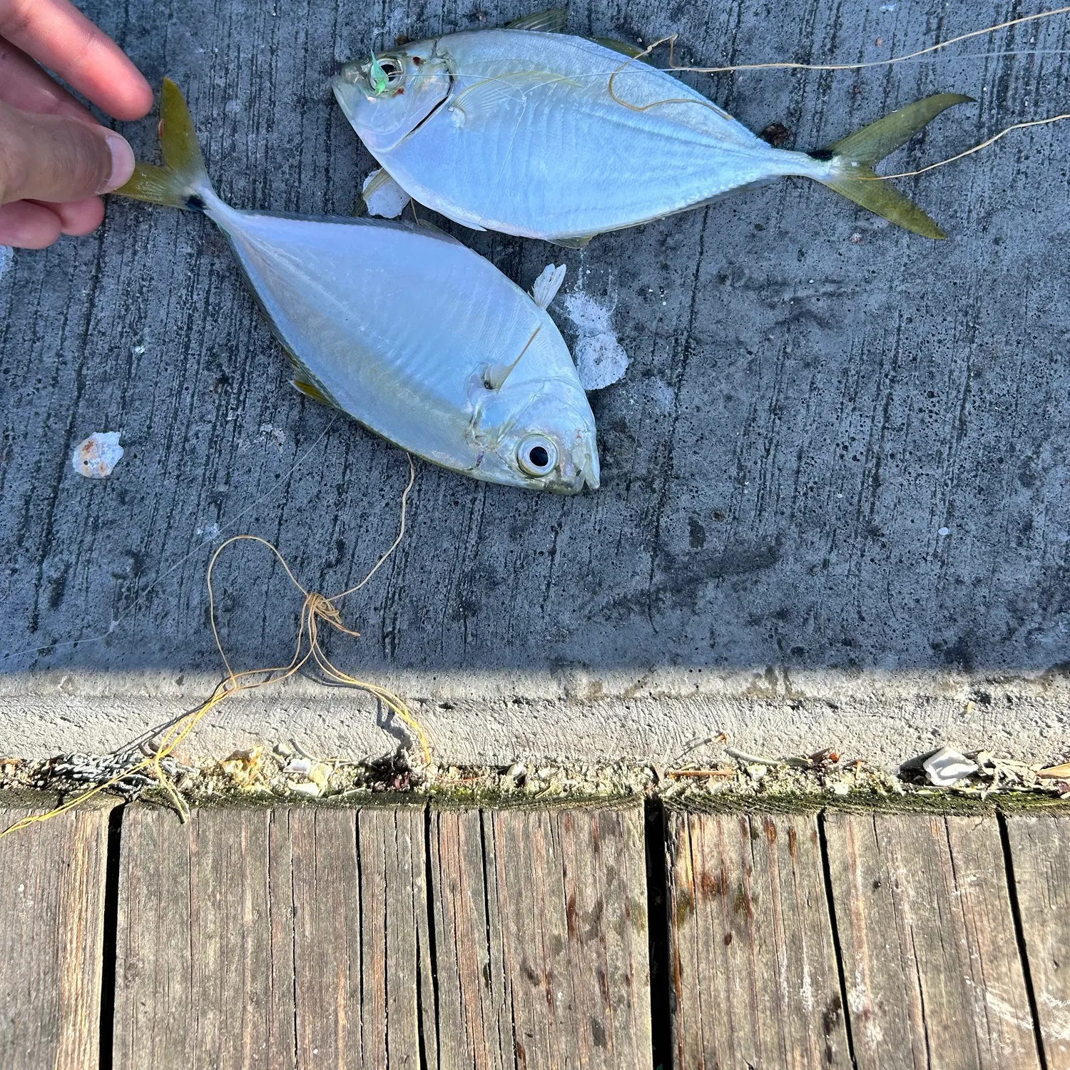 Atlantic bumper caught on Fishbrain