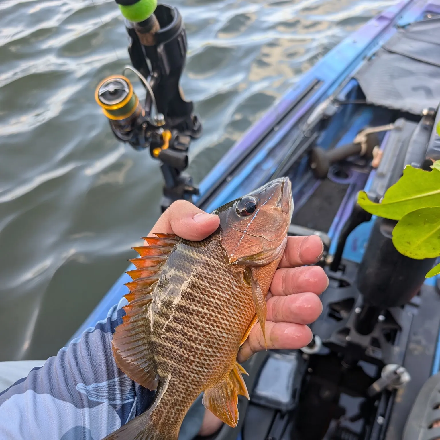 recently logged catches