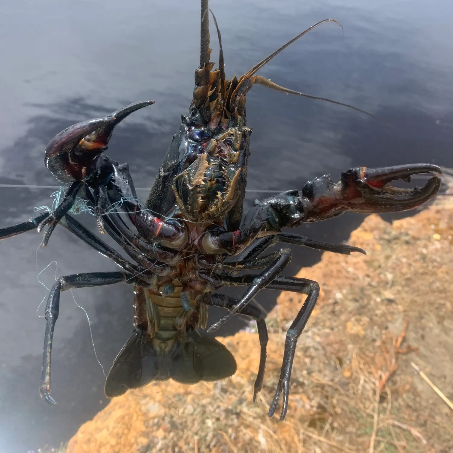 The most recent Northern clearwater crayfish catches on Fishbrain