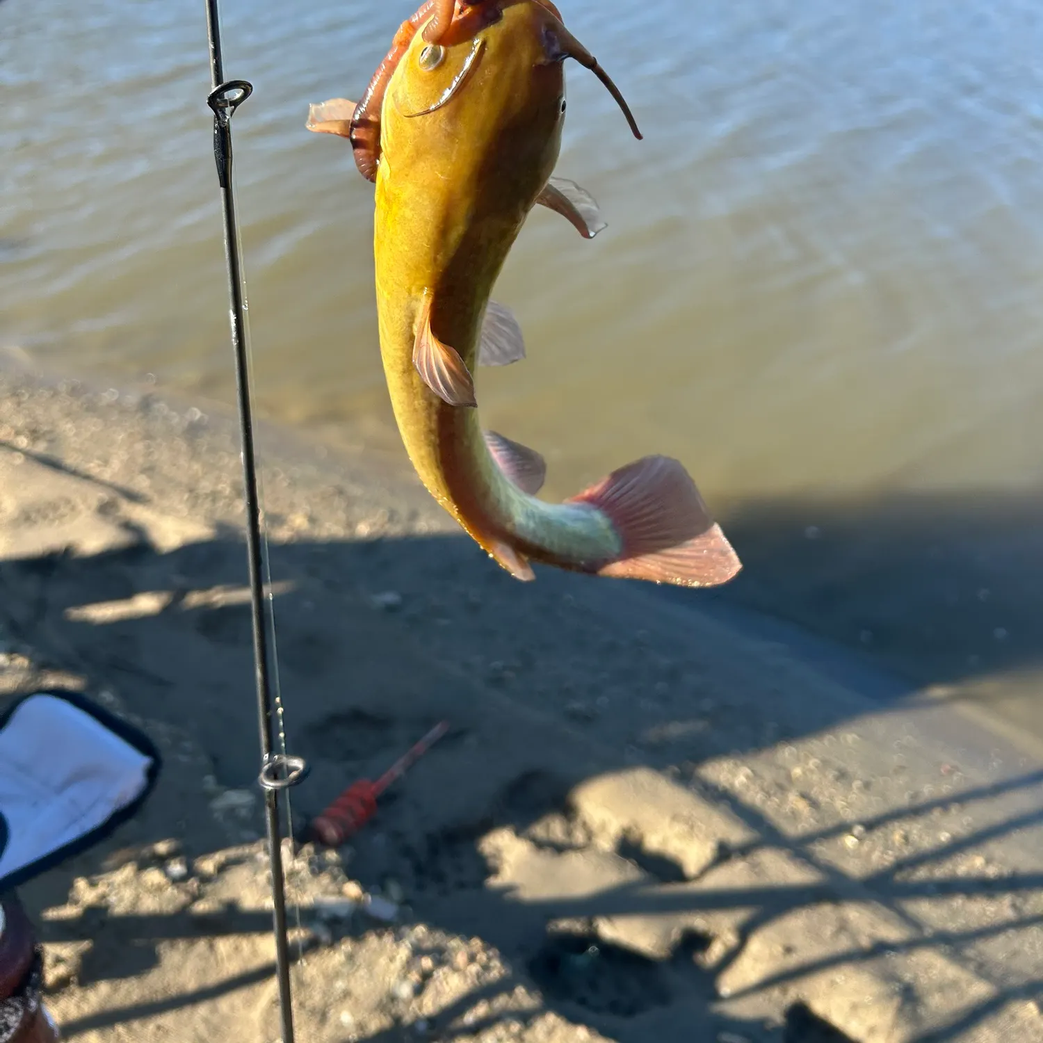 Yellow bullhead caught on Fishbrain