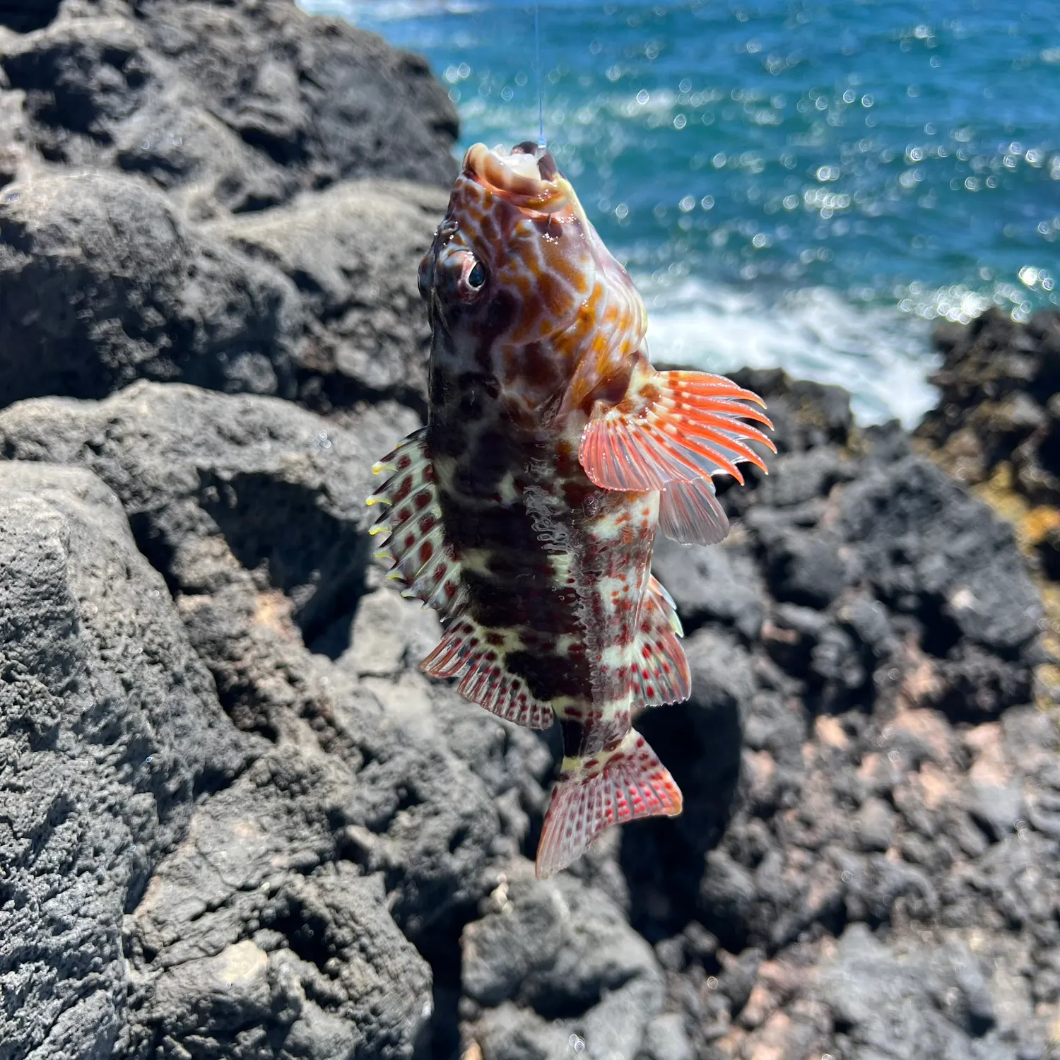 Stocky hawkfish caught on Fishbrain
