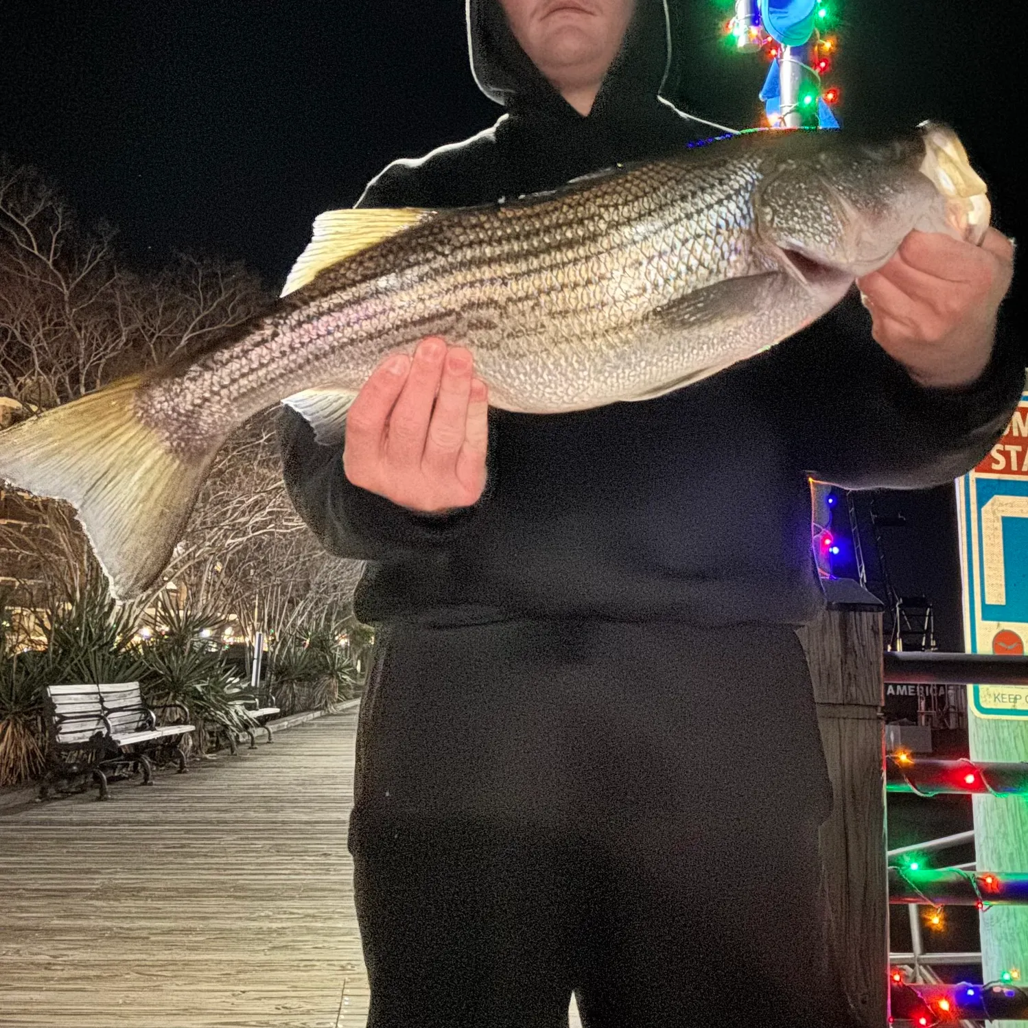 The most recent Striped bass catches on Fishbrain
