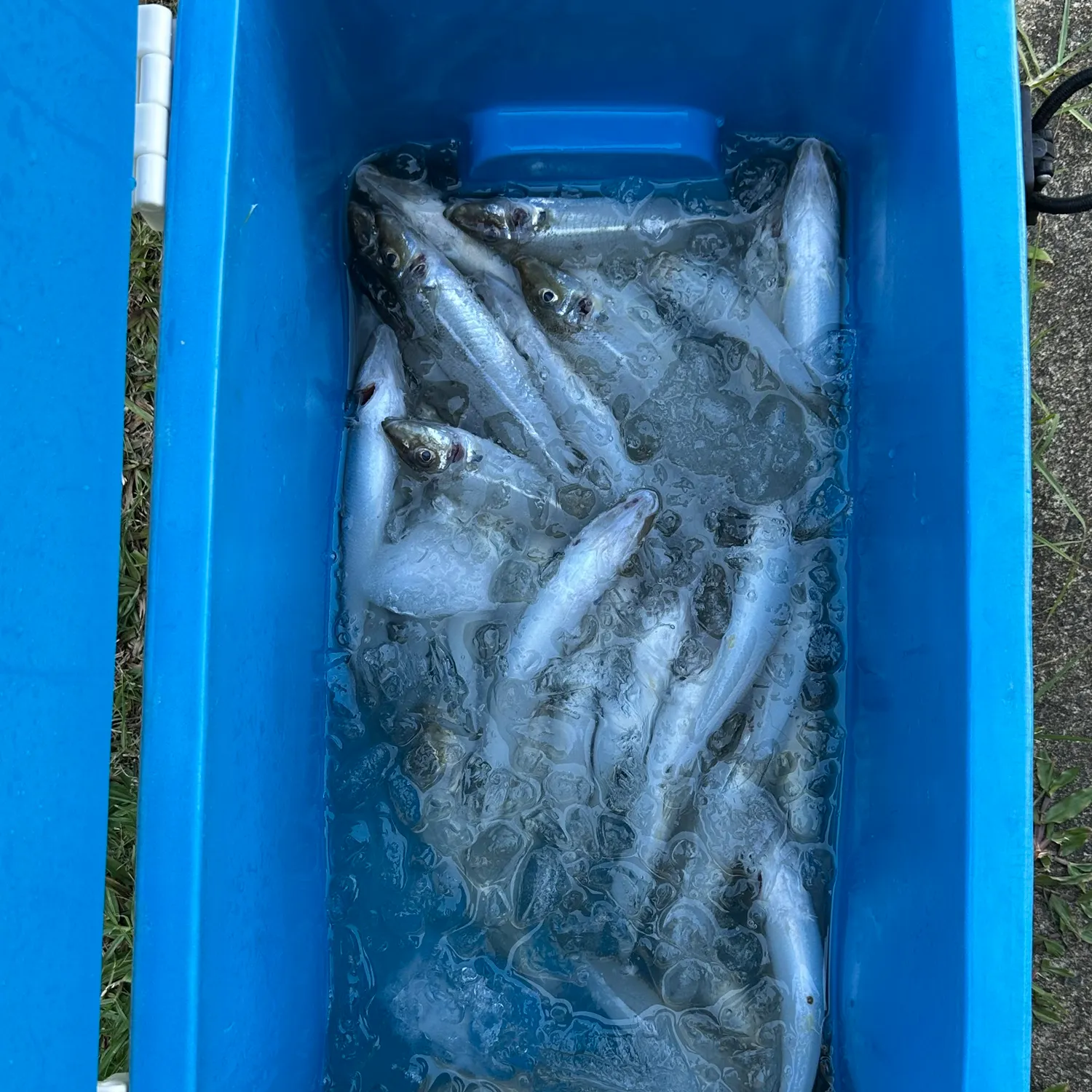 The most recent Western school sillago catches on Fishbrain