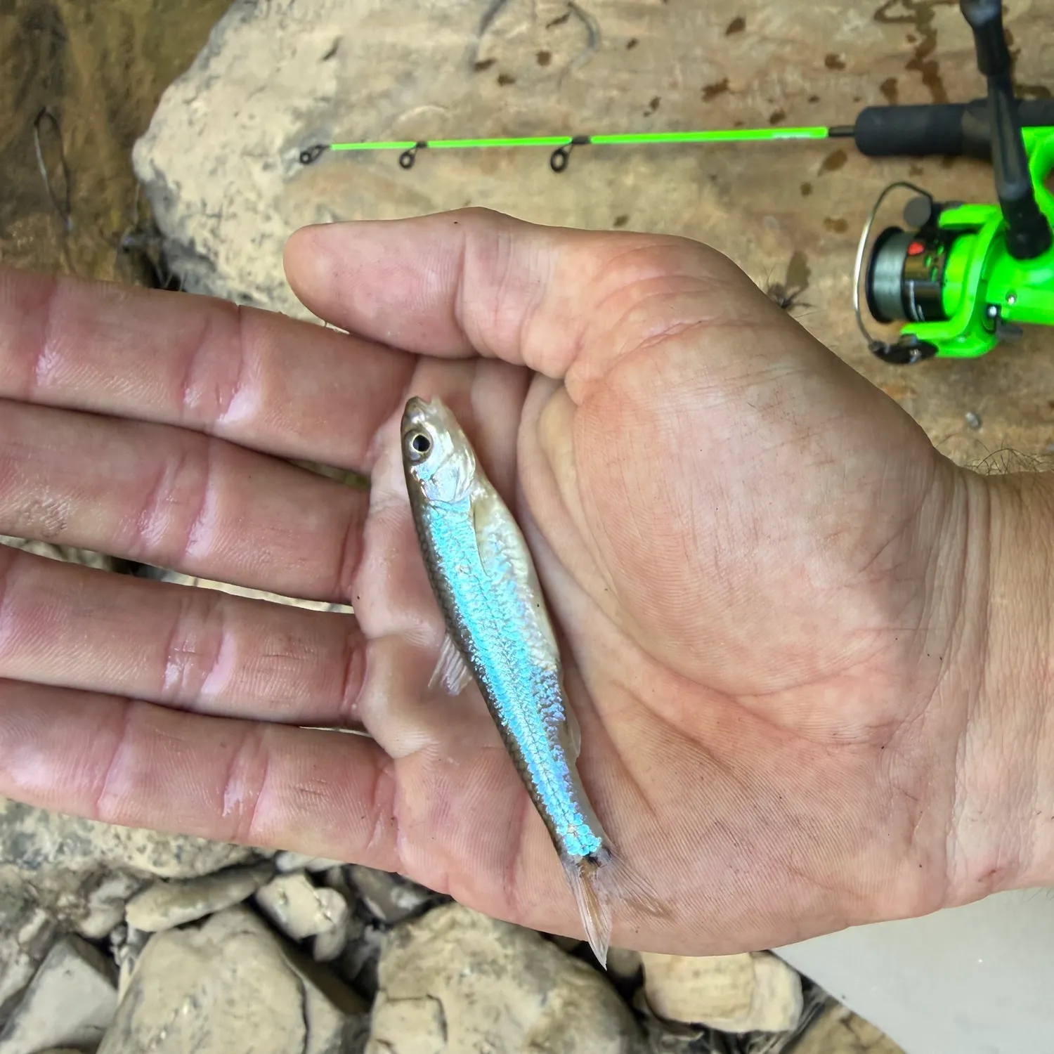 The most recent Spottail shiner catches on Fishbrain