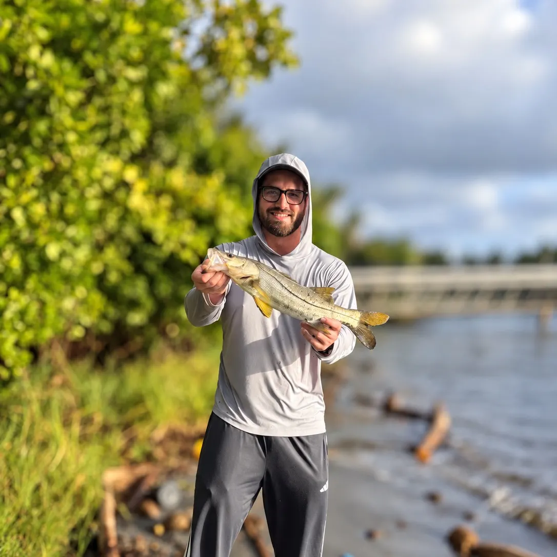 Common snook caught on Fishbrain
