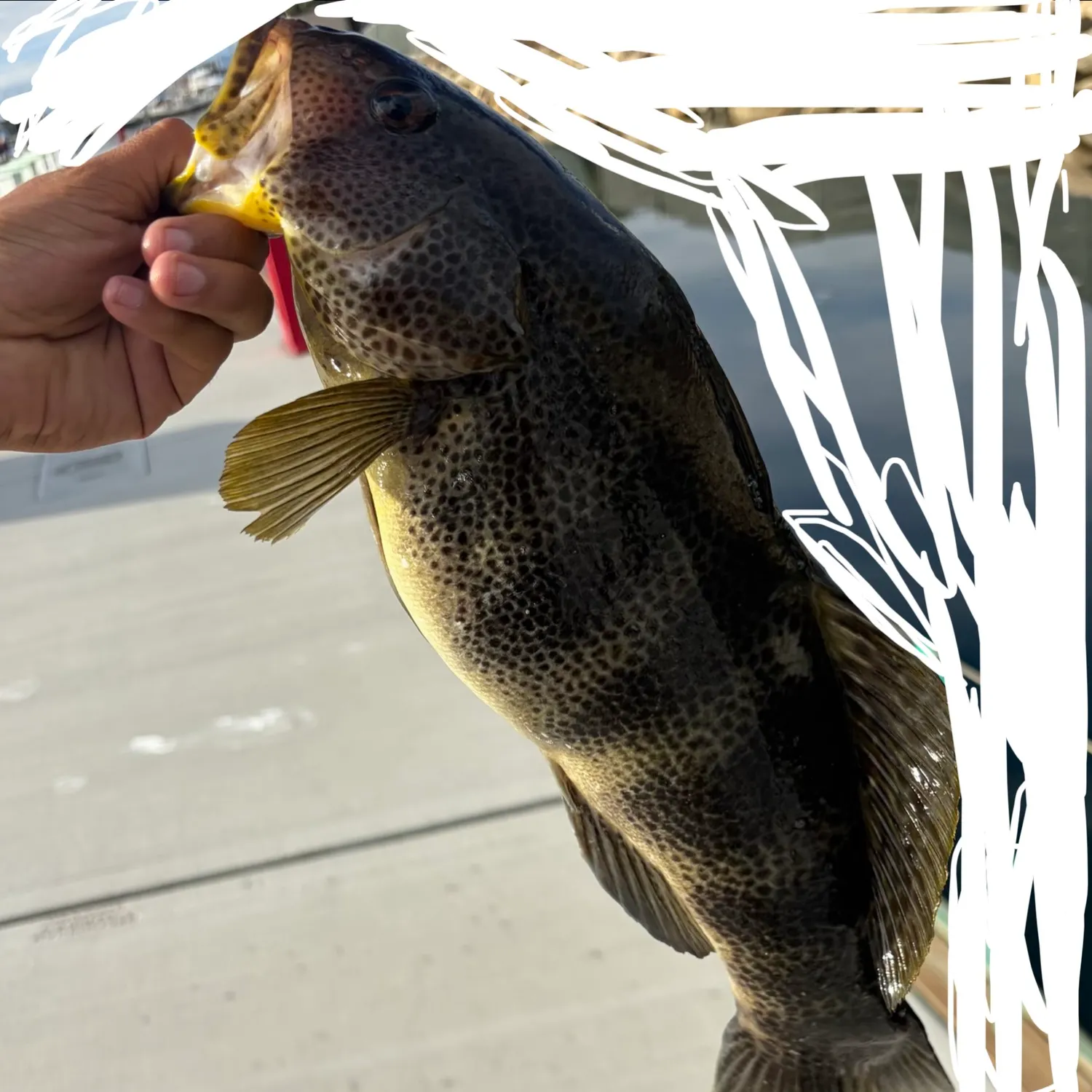 Spotted sand bass caught on Fishbrain