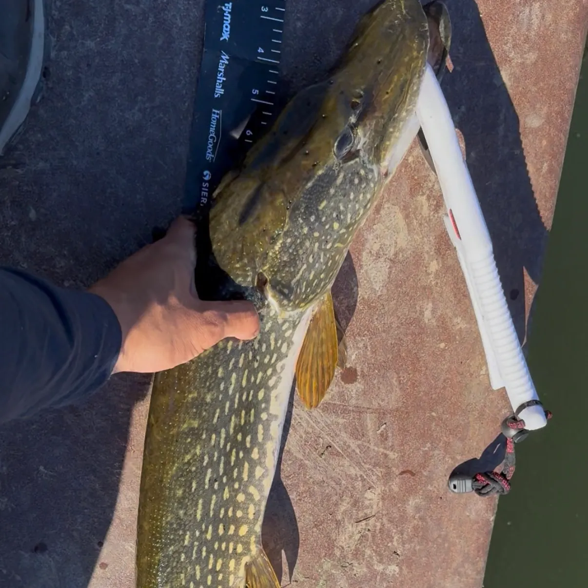 Northern pike caught on Fishbrain