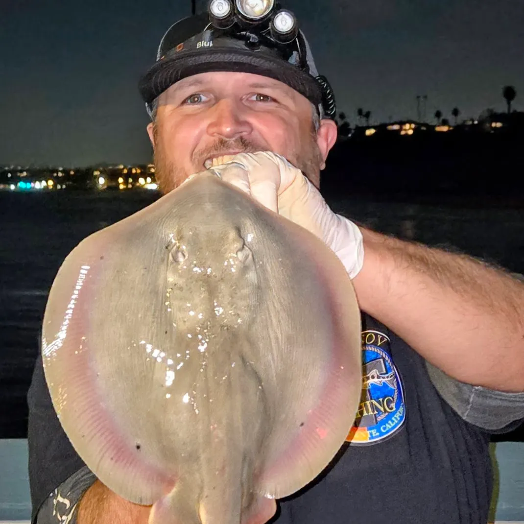 Haller's round ray caught on Fishbrain