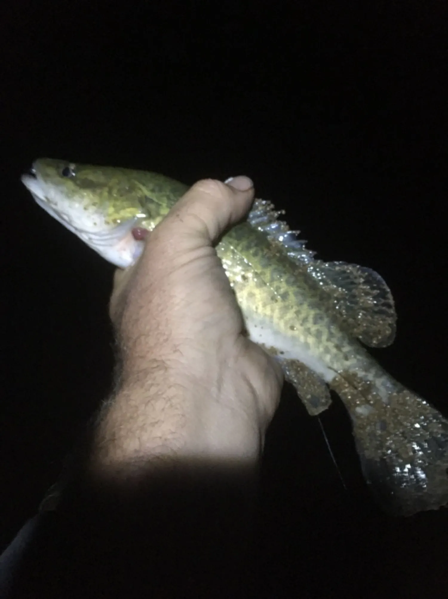 Post image from Dennism1