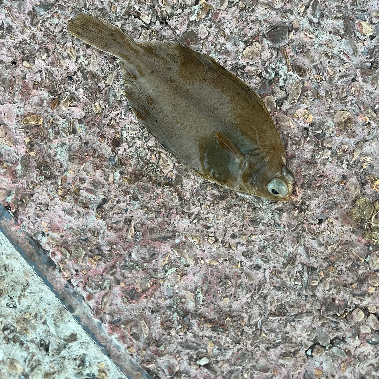 The most recent European flounder catches on Fishbrain