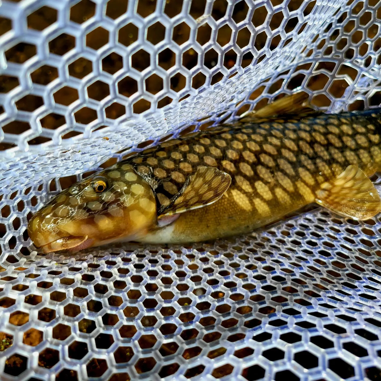 The most recent Sonora sucker catches on Fishbrain