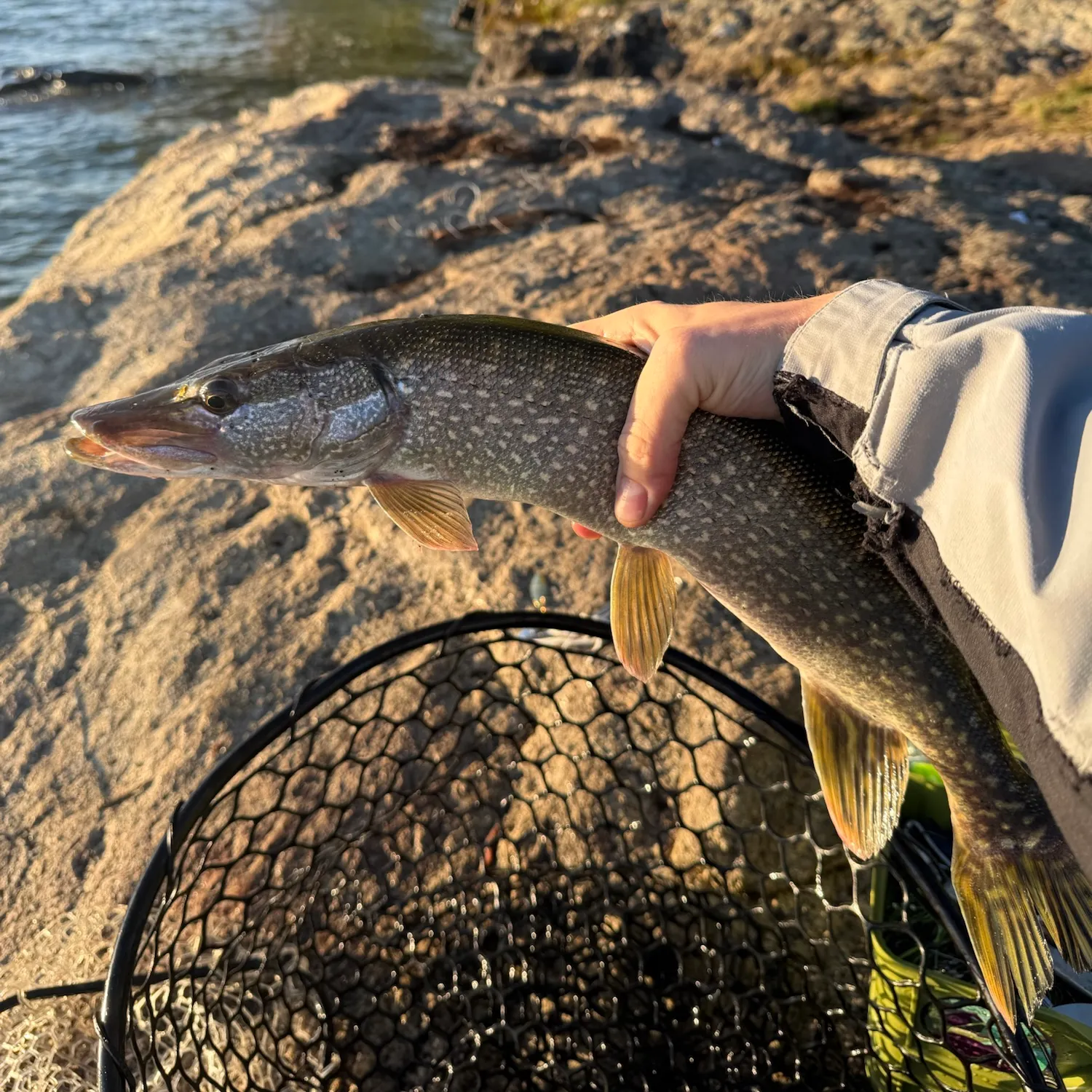 Northern pike caught on Fishbrain