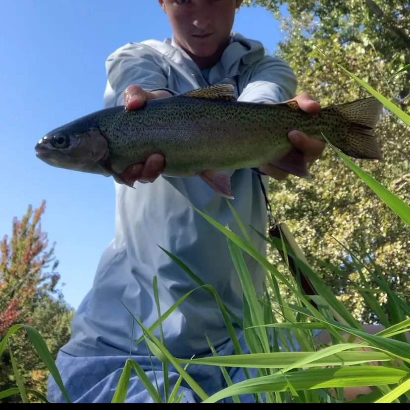 The most recent Columbia river redband trout catches on Fishbrain