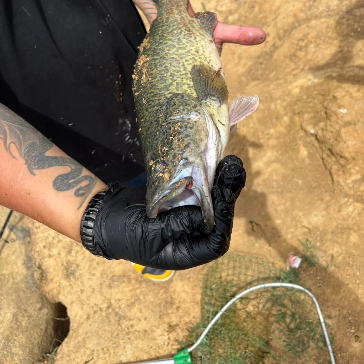 Murray cod caught on Fishbrain