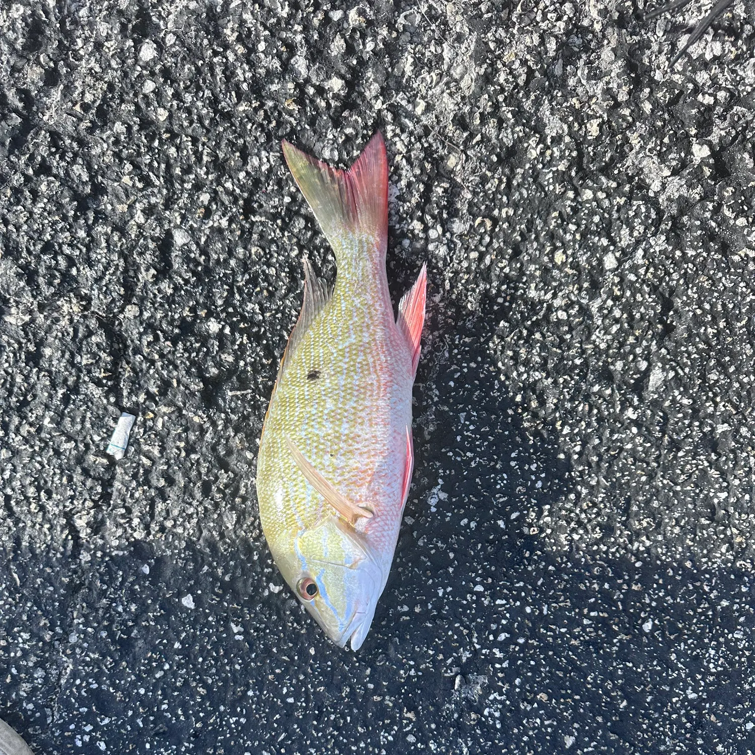 The most recent Mutton snapper catches on Fishbrain