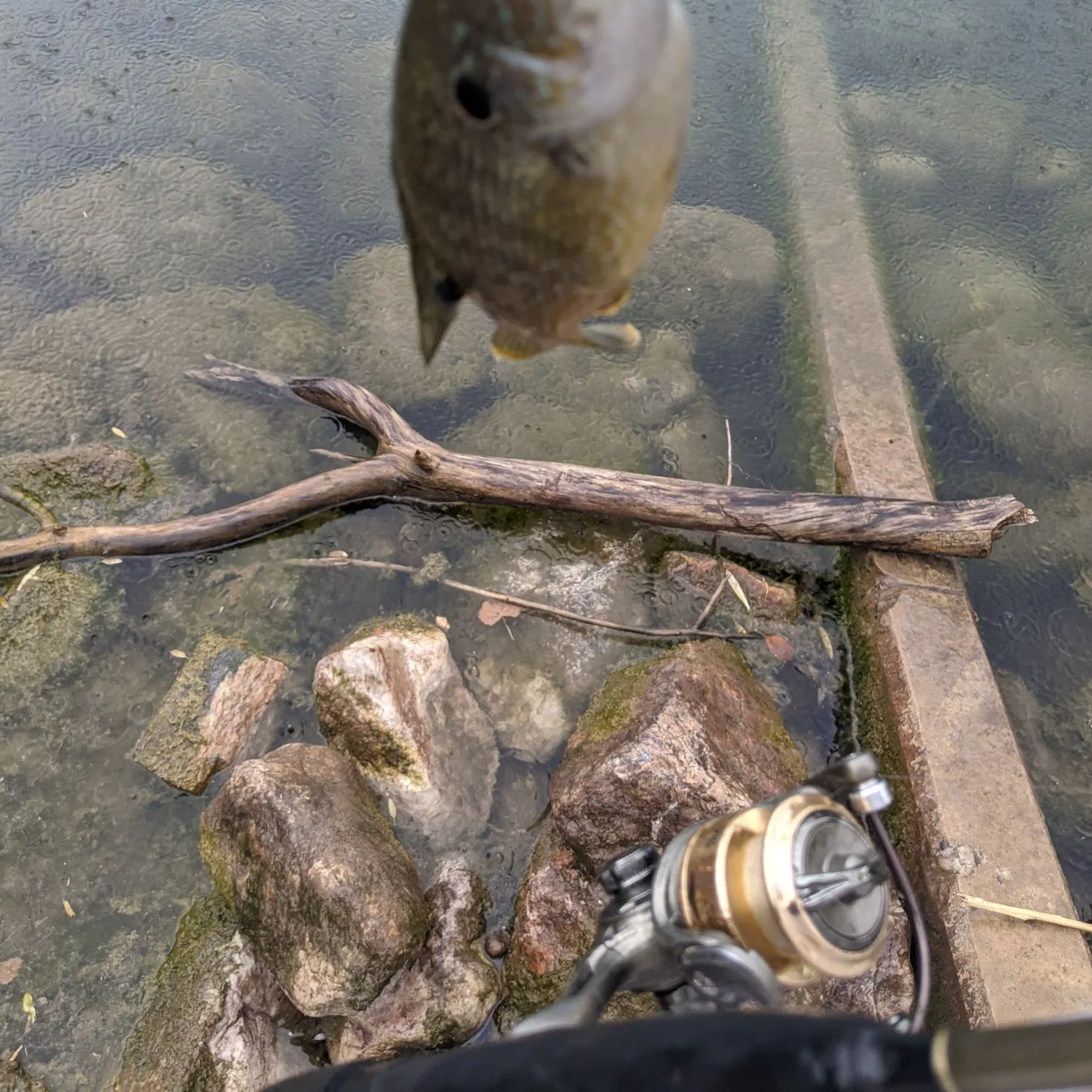 The most recent Alabama sturgeon catches on Fishbrain