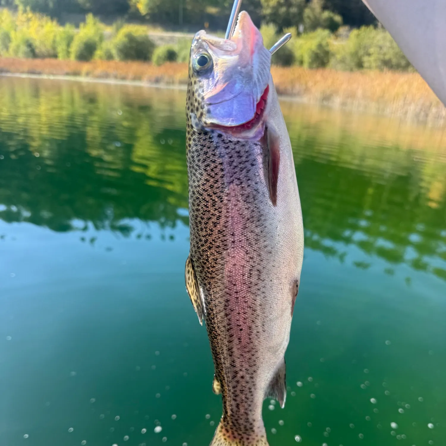 Rainbow trout caught on Fishbrain