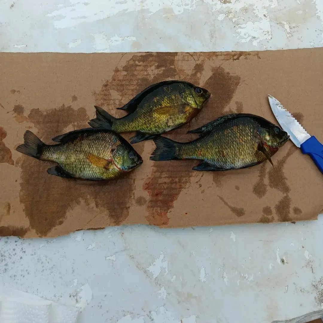 Bluegill caught on Fishbrain