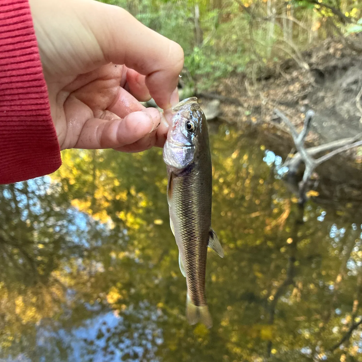 Creek chub caught on Fishbrain