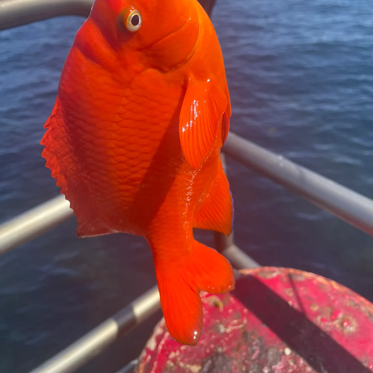 The most recent Garibaldi damselfish catches on Fishbrain
