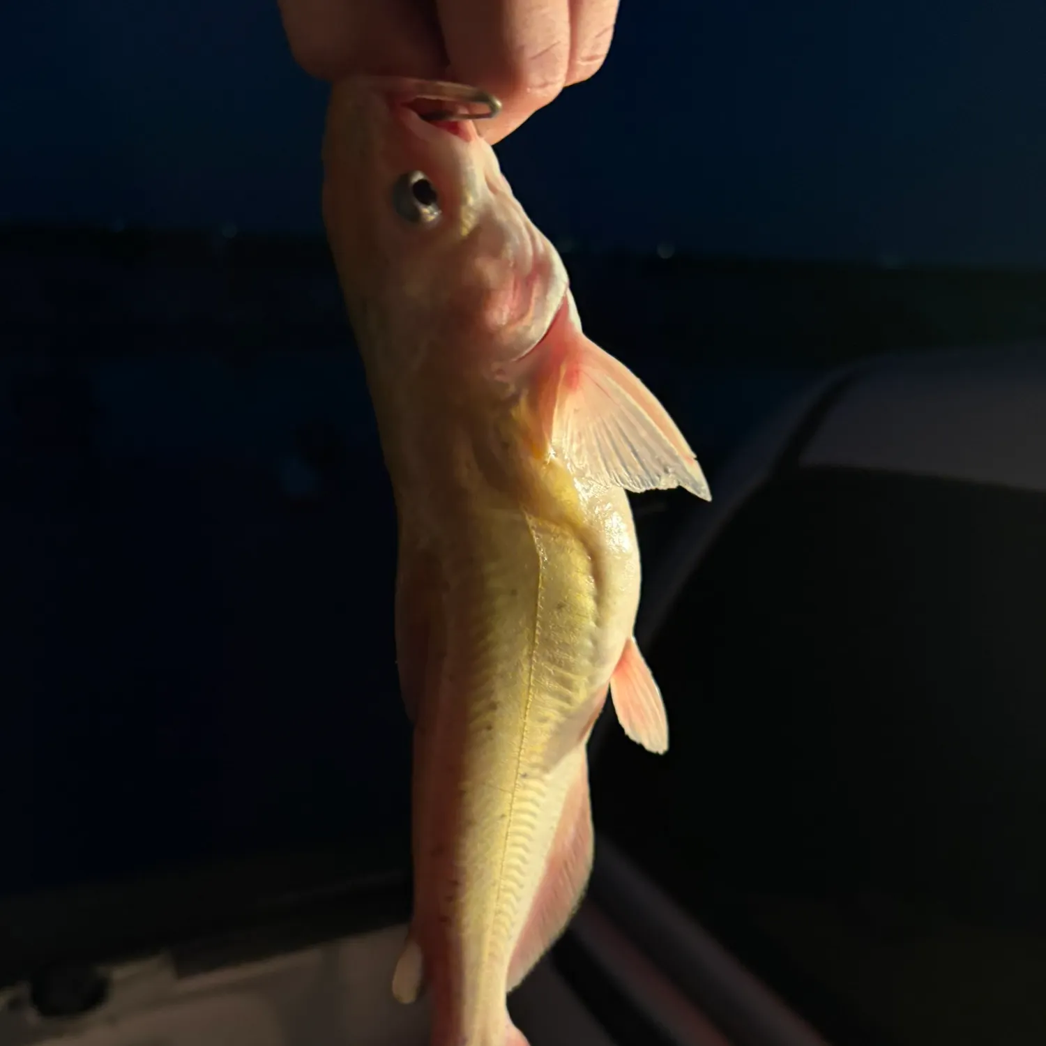 Channel catfish caught on Fishbrain