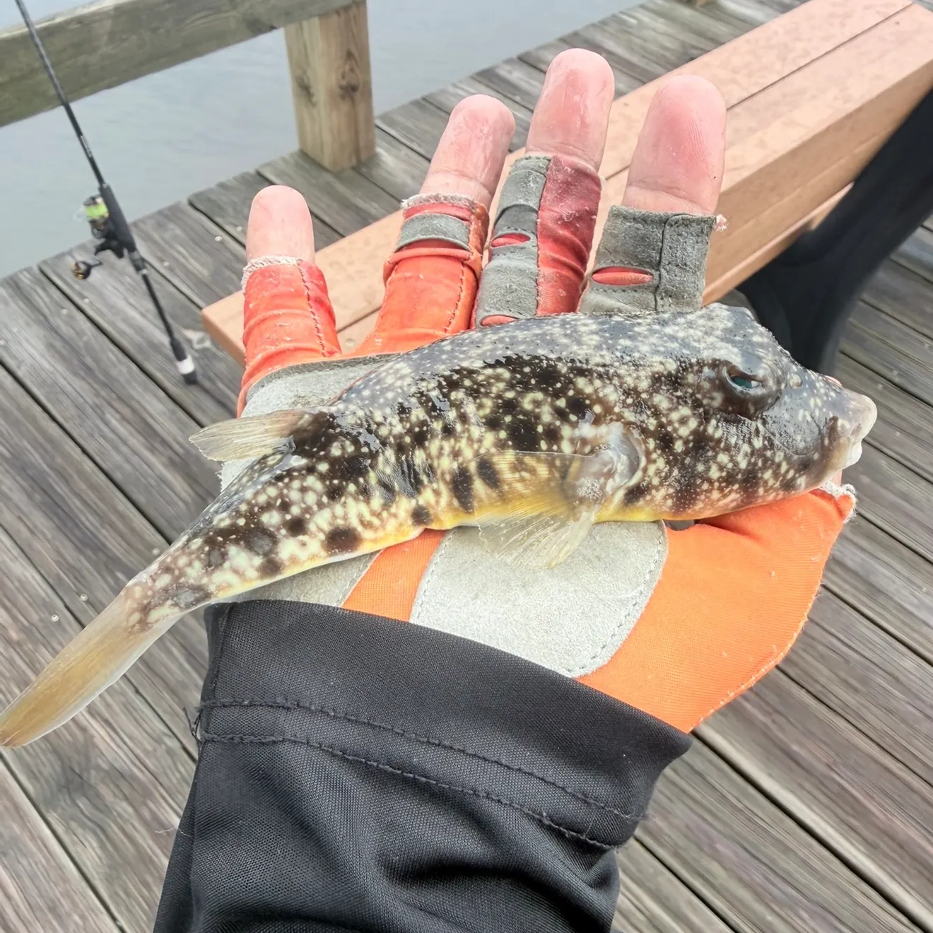 Southern puffer caught on Fishbrain