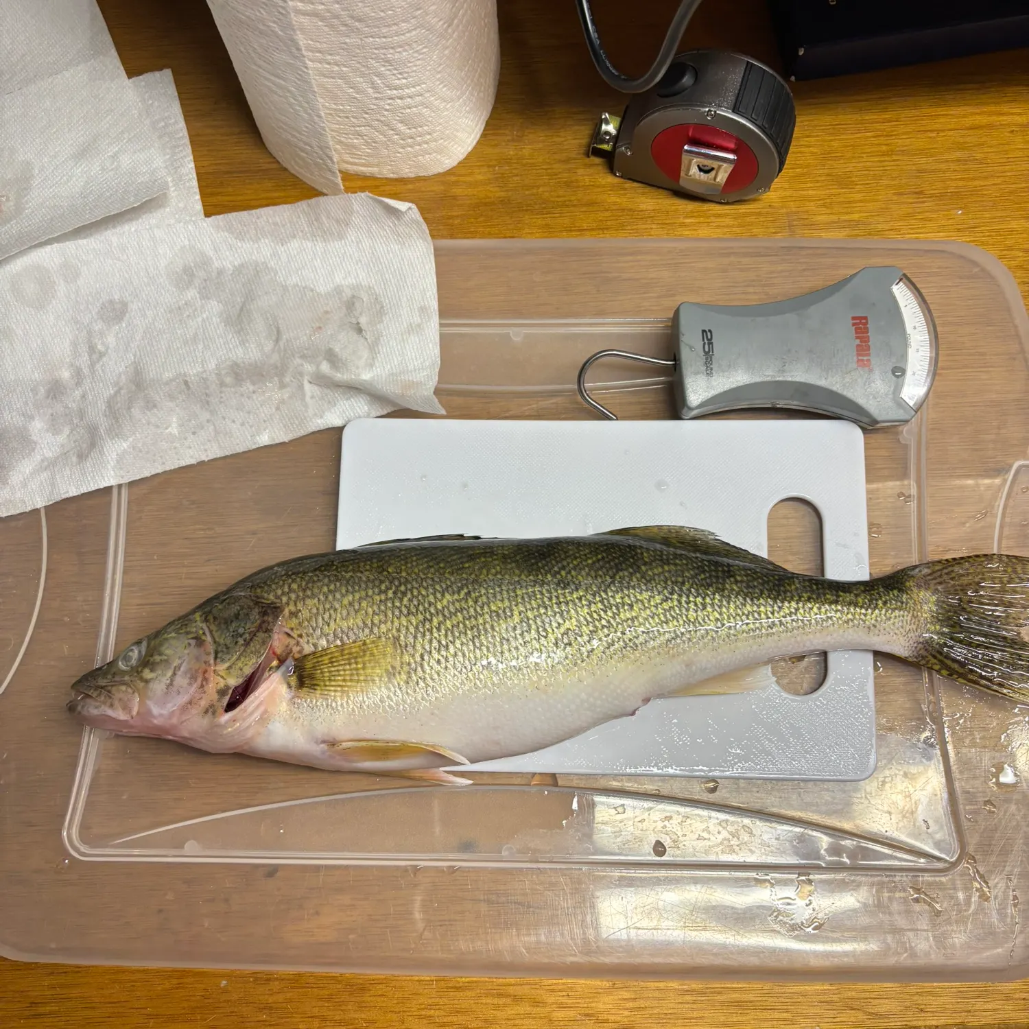 recently logged catches