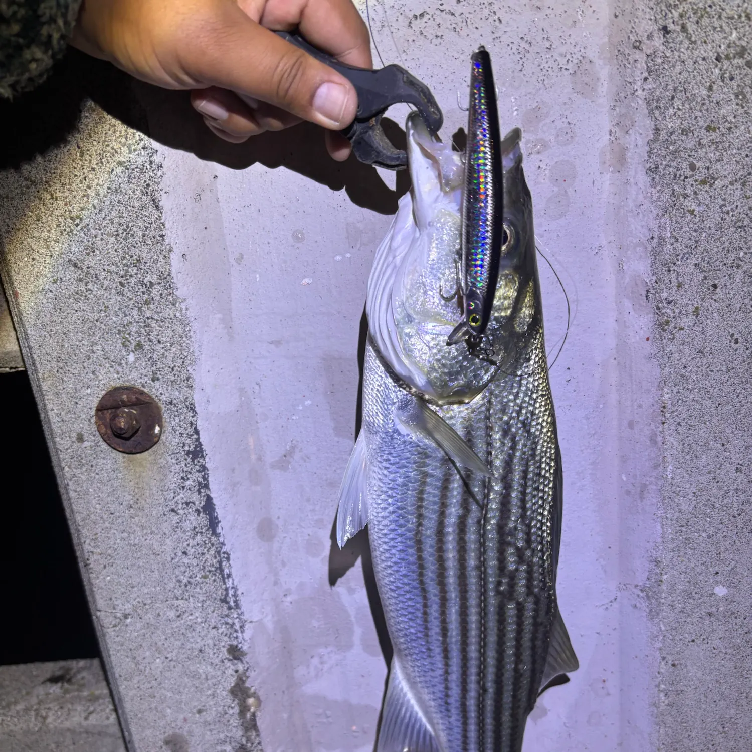 Striped bass caught on Fishbrain