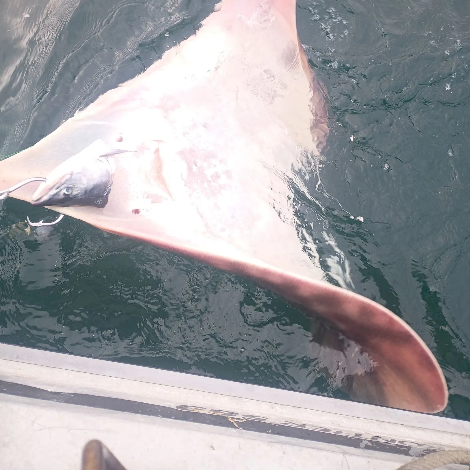 Big skate caught on Fishbrain