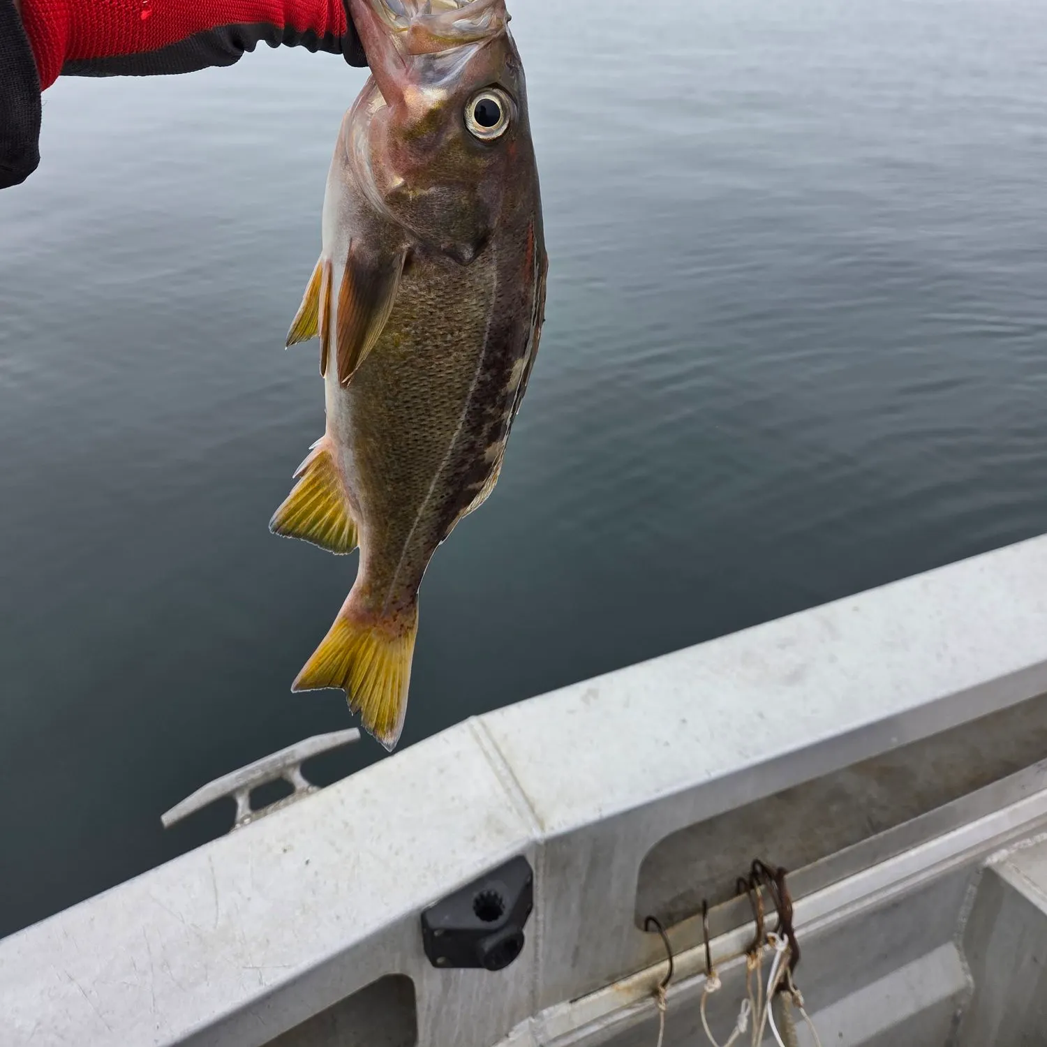 The most recent Yellowtail rockfish catches on Fishbrain