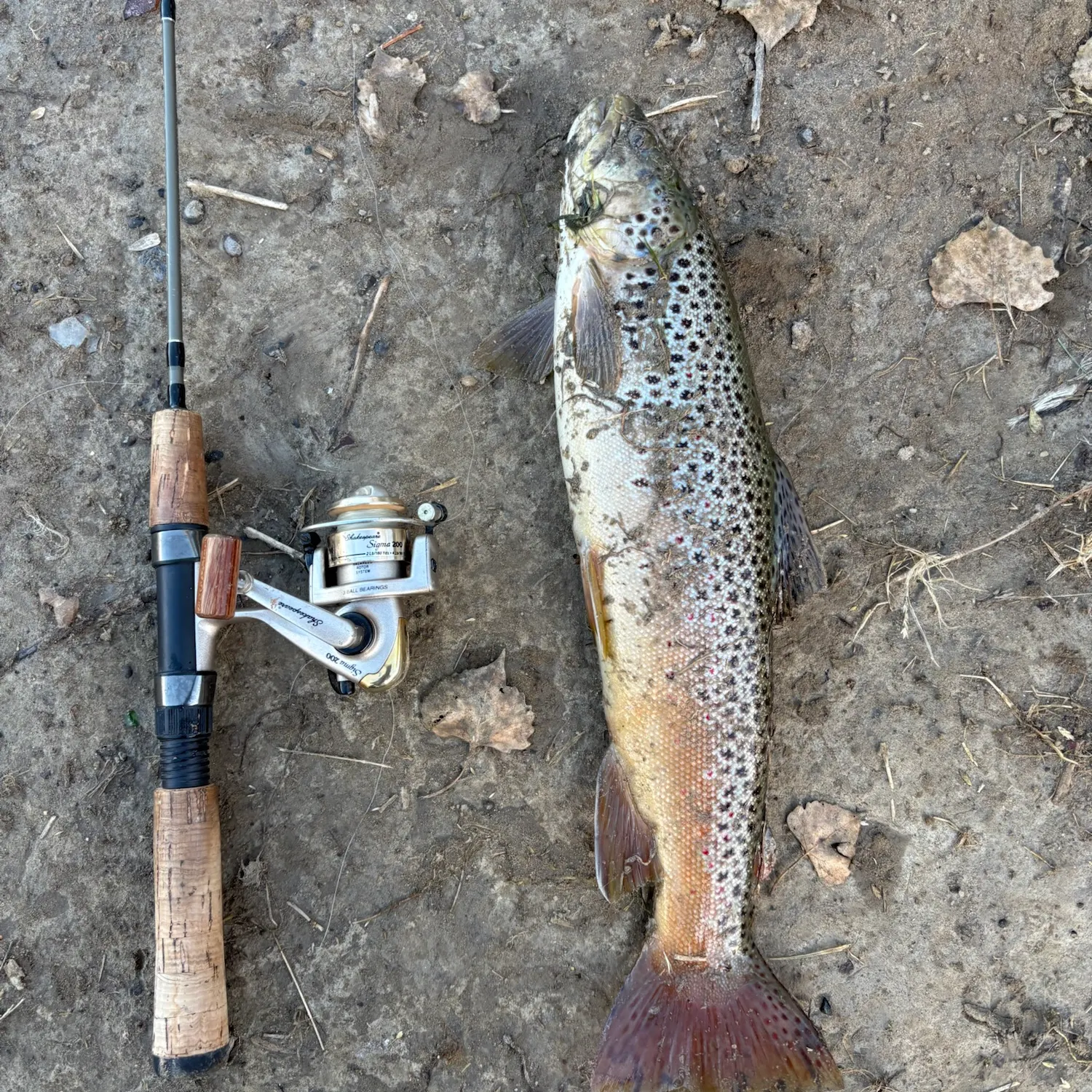 Brown trout caught on Fishbrain