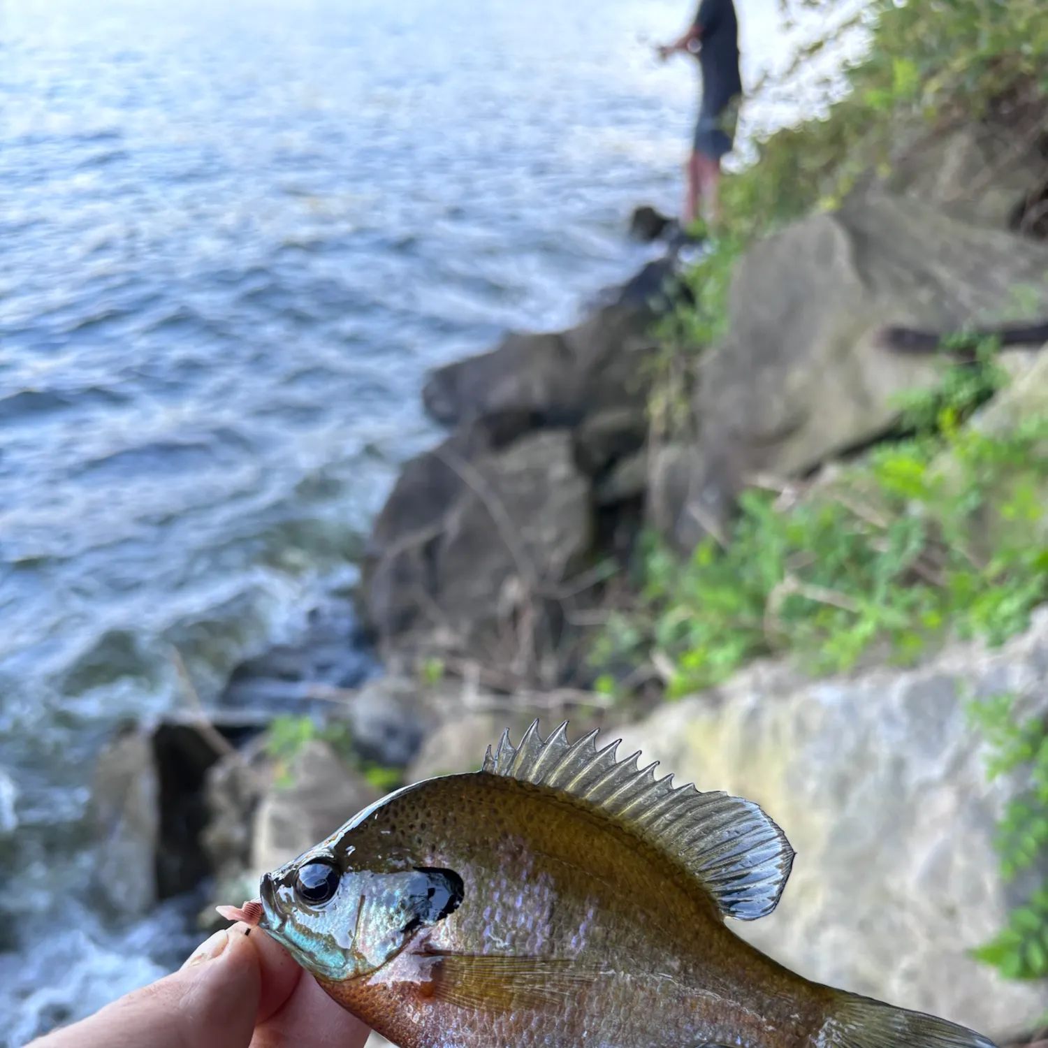 Bluegill caught on Fishbrain