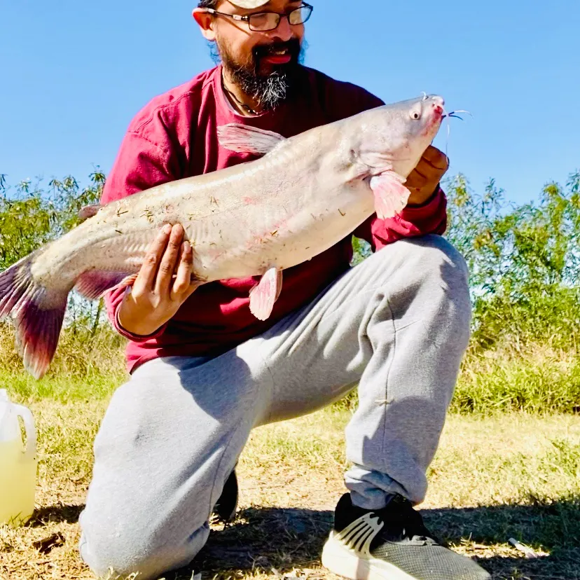 The most recent Blue catfish catches on Fishbrain