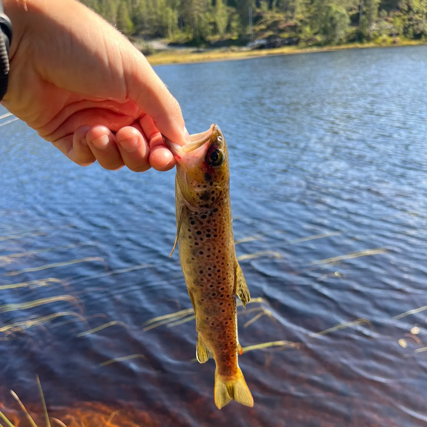 Brown trout caught on Fishbrain