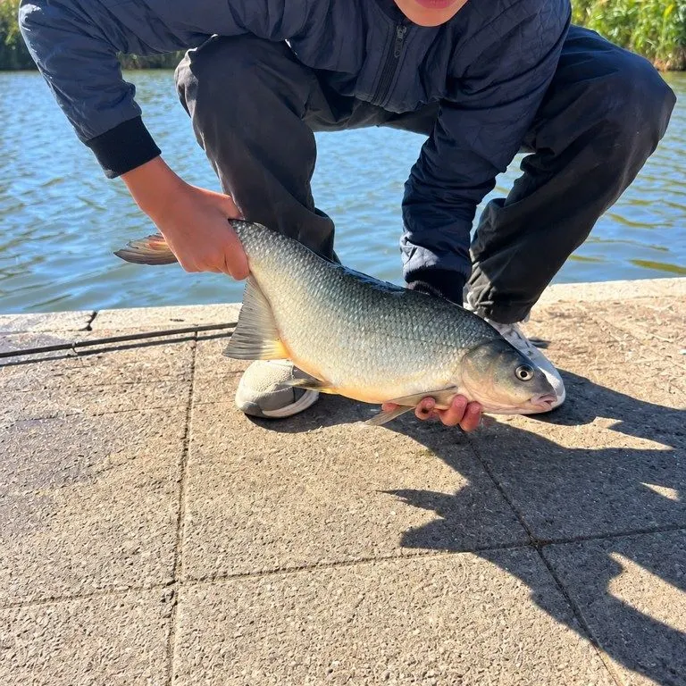 The most recent Common bream catches on Fishbrain