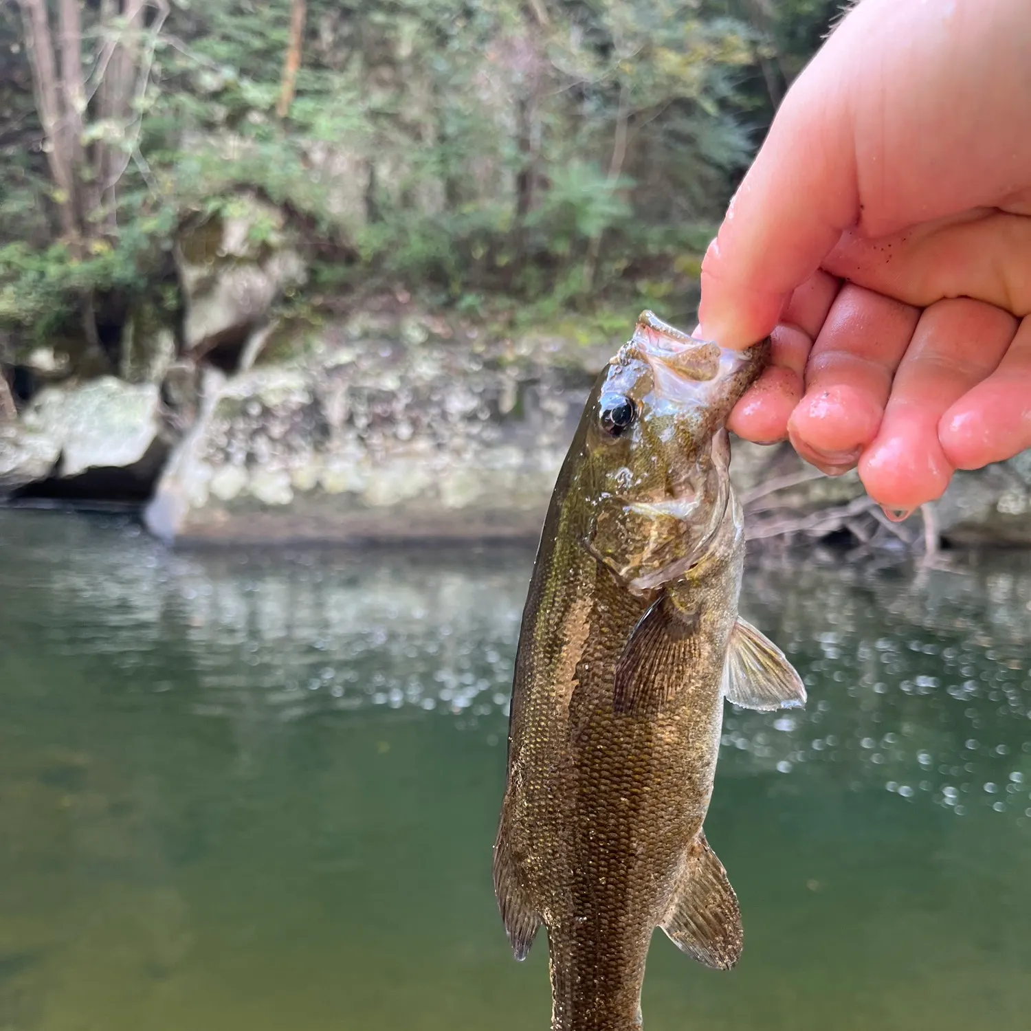 Smallmouth bass caught on Fishbrain