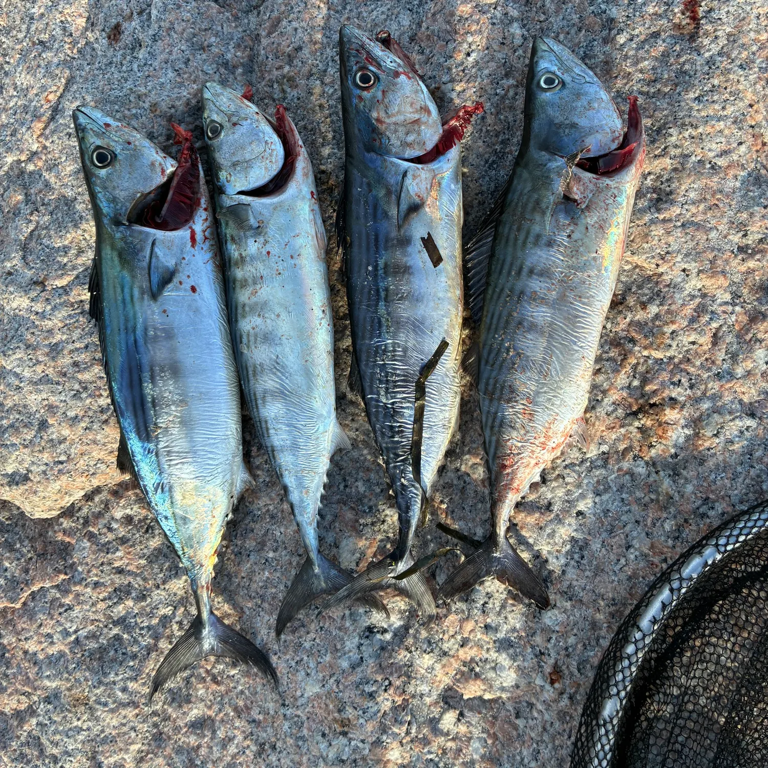 Atlantic bonito caught on Fishbrain