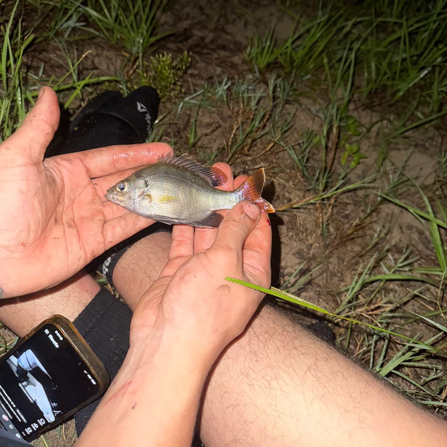 Bluegill caught on Fishbrain