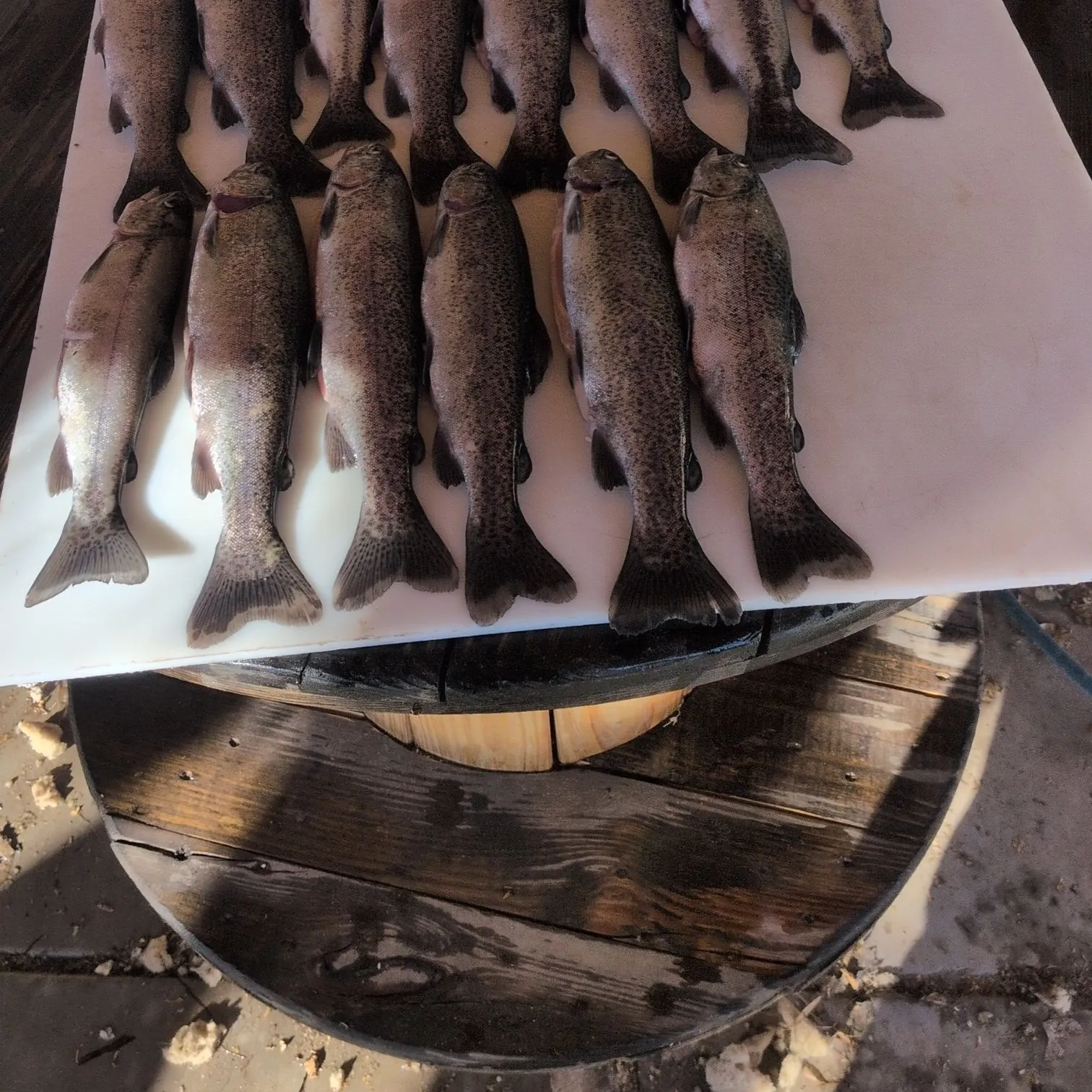 Rainbow trout caught on Fishbrain
