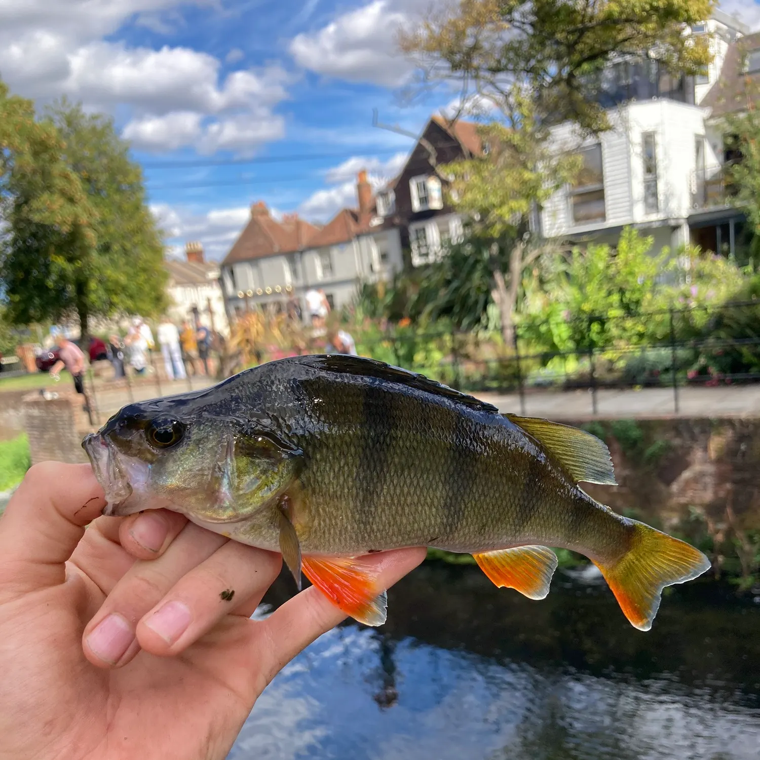 European perch caught on Fishbrain