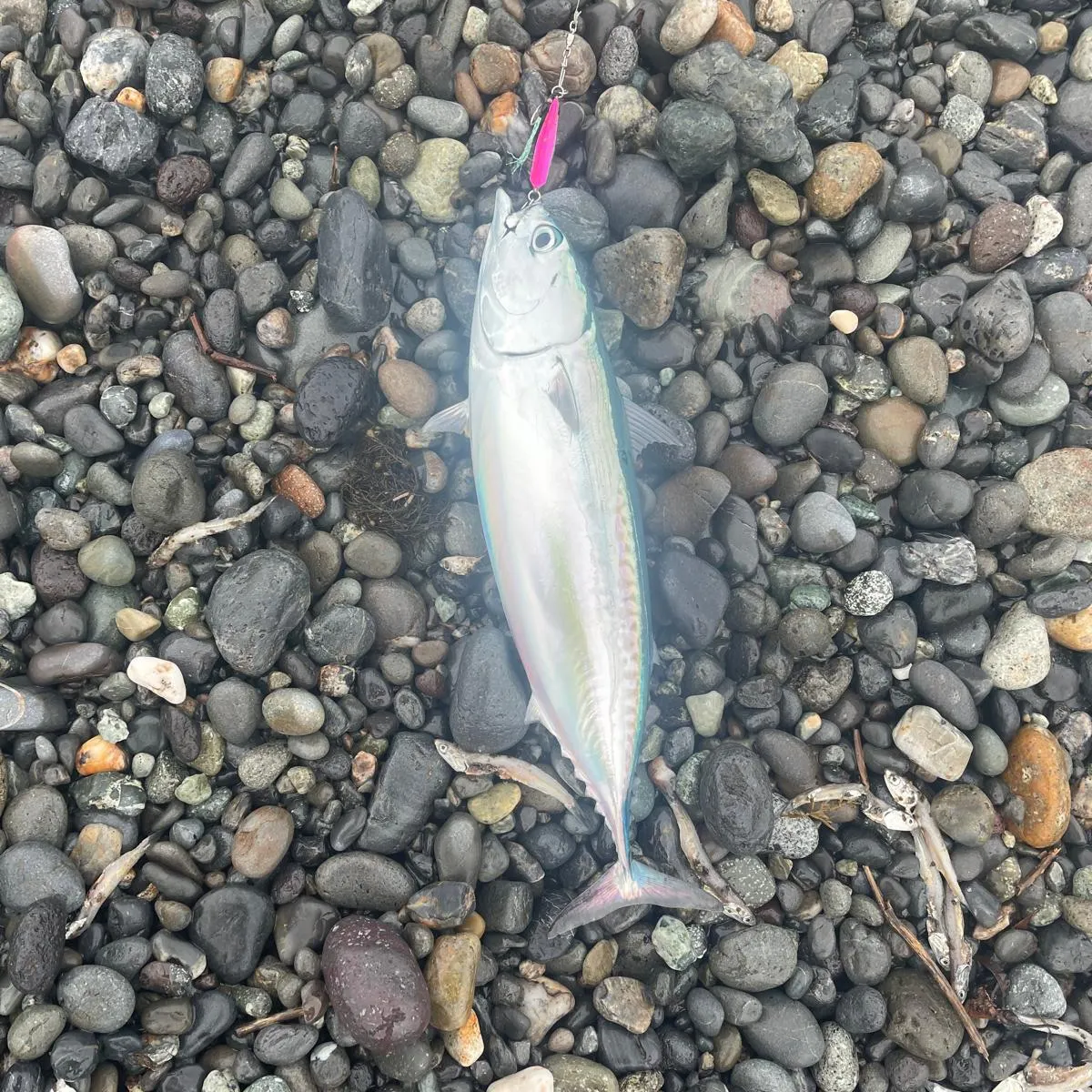 The most recent Frigate tuna catches on Fishbrain